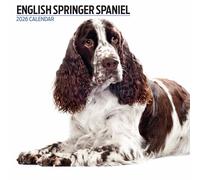 Calendario moderno 2026 inglese Springer Spaniel