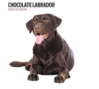 Calendario moderno 2026 Labrador Chocolate