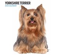 Calendario moderno 2026 Yorkshire Terrier