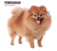 Calendario moderno Pomeranian 2025