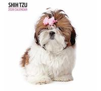 Calendario moderno Shih Tzu 2026