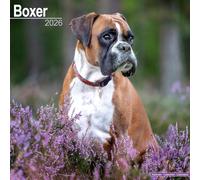 Calendario Murale Boxer 2026 - Nuovo Di Zecca - 06209