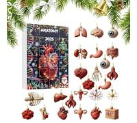 Calendario per il conto alla rovescia di Natale | Set di figurine di anatomia acrilica 2D da 24 giorni | Calendario 'Avvento del corpo umano con scheletro, cuore, cervello, sculture, per tavolo da