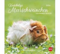 Calendario Postale Kuschelige Meerschweinchen 2024