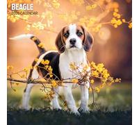 Calendario tradizionale 2026 Beagle