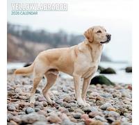 Calendario tradizionale 2026 con labrador giallo