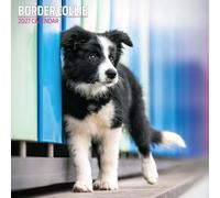 Calendario tradizionale 2027 Border Collie