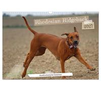 Calendrier 2027 · French Version · Rhodesian Ridgeback - Des visages expressifs