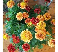 Calendula - estate serrai balcone tagliati semi primavera selvatico ufficio semi biologici giardino interno 550pcs