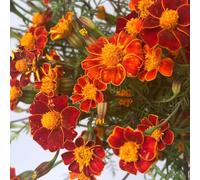 calendula giardino esterni biologici in vaso 1000semi