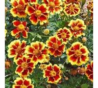 Calendula Nano - Legione d'Onore - Appx 100 Semi Seeds ONLY