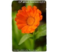 Calendula Officinalis 'Pot Marigold' [Es. Gouves, Creta] 45+ Seeds Seeds ONLY