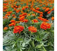 Calendula - primavera semi biologici giardino di giardino interni interni esotici arbusto farfalle semi selvatico decorazione 350pcs