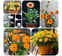 calendula - rampicanti, giardino roccioso ombra semi di selvatici primaverili, resistenti in vaso d'appartamento rare balcone recisi Decorazioni 150semi