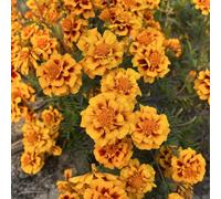 calendula - resistenti balcone selvatici recisi esotico resistent 100semi