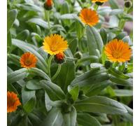 CALENDULA SOLE D'INVERNO Semi, 100 Semi | SEMENTI