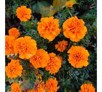 calendula - Tagetes patula primaverili selvatici verdi per i luoghi 50semi