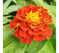 calendule - decorazioni giardino per esterni recisi in vaso rare rampicanti balcone giardino roccioso interna, 30semi