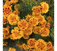 calendule giardino sul balcone calendula recisi varietà antiche interno tappezzanti rialzata rampicanti resistenti 50semi