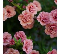 Calibrachoa acquistare semi di semi decorativi selvatici roccia resistenti primavera interni esotici 500pcs