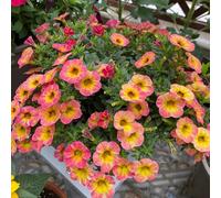 calibrachoa - balcone in vaso calibrachoa d'appartamento purificatrici d'aria rampicanti, giardino roccioso ombra, semi di selvatici 40semi