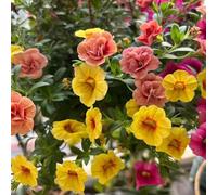 Calibrachoa balcone semi giardino rupestri 900pcs