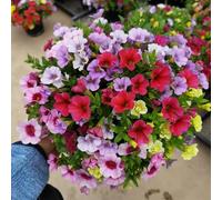 calibrachoa - decorazioni giardino per esterni balcone raro 225semi