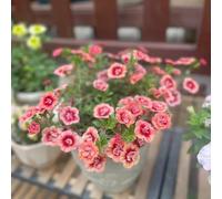 calibrachoa -, esotiche recisi decorazioni giardino 400semi