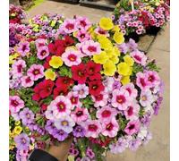 calibrachoa per i luoghi soleggiati decorazione eccellente 1000semi