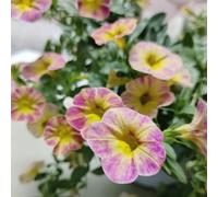 calibrachoa - raro varietà antiche biologiche resistenti 900semi