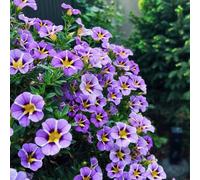 Calibrachoa selvatici balcone vaso per ornamentali balcone primaverili tetti verdi semi biologici estivi giardino 250pcs