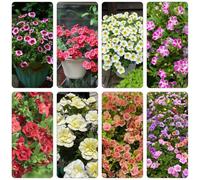 Calibrachoa semi di perenne resistenti giardino di interni giardino scalapante selvatico, autunno, perenne reale 1000pcs