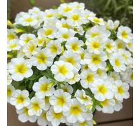 Calibrachoa tagliate semi selvatici selvatici del balcone giardino del balcone semi decorativi ciondoli, resistenti, perenni primavera 400pcs