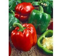 California Wonder Grandi Peperone 50+ sementi biologiche Non-GMO Heirloom Seeds ONLY