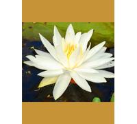 Call Me Resilient: A Life of Courage, Clarity, and Compassion