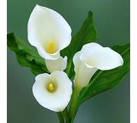 Calla bulbi/miste/Radici selezionate di hosta/resistenti al freddo e alla siccità/adatte per la decorazione di giardini e balconi【NVNJHJN】-4 bulbi-B