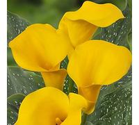 Calla bulbi/miste/Radici selezionate di hosta/resistenti al freddo e alla siccità/adatte per la decorazione di giardini e balconi【NVNJHJN】-8 bulbi-E