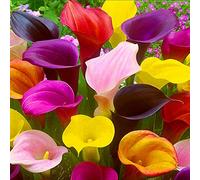 Calla bulbi/miste/Radici selezionate di hosta/resistenti al freddo e alla siccità/adatte per la decorazione di giardini e balconi【NVNJHJN】-10 bulbi-A