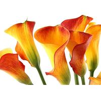 Calla Giglio Lampadine Balcony Specie Rare Root Stunning Piacevole Esotico Giocoso Carino-8 Lampadine B Seeds ONLY