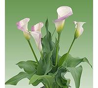 Calla Lily Bulbi Con Colori Speciali Perenni Rare Specie Per UN Lungo Periodo Di Tempo Da Parte Dei Clienti Preferito Di Facile Cura Portare UN Senso Di Realizzazione Pack of 6 Seeds ONLY