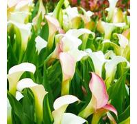 Calla Lily raro Bellissimo Giardino Facile Da Mantenere Crescita Rapida-2bulbi-c