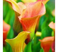 Calla Lily raro Bellissimo Giardino Facile Da Mantenere Crescita Rapida-2bulbi-d
