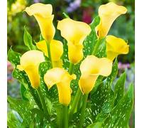 Calla Lily raro Bellissimo Giardino Facile Da Mantenere Crescita Rapida-2bulbi-h