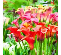 Calla Lily raro Facile Da Mantenere, Crescita Rapida, Bellissimo Giardino-10bulbi-d