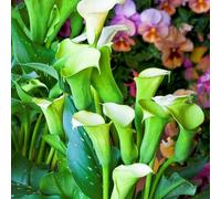 Calla Lily raro Facile Da Mantenere, Crescita Rapida, Bellissimo Giardino-4bulbi-h