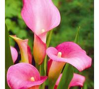 Calla Lily raro Facile Da Mantenere, Crescita Rapida, Bellissimo Giardino-6bulbi-c