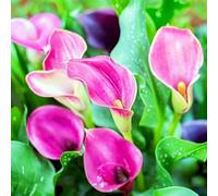 Calla Lily raro Facile Da Mantenere, Crescita Rapida, Bellissimo Giardino-6bulbi-e