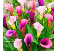 Calla Lily raro Facile Da Mantenere, Crescita Rapida, Bellissimo Giardino-8bulbi-b