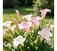 calla per zone soleggiate sostenibili autunnali, resistenti, resistenti giardino e balcone Coltivare giardino su un balcone 2bulbi