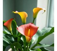 Calla Tuberi - Resistenti all'inverno - Calla - Cipolle per la decorazione perfetta del giardino-6 tuberi C